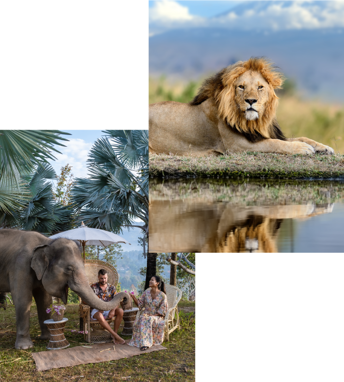 Safari-