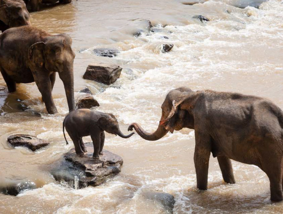 FWF Elephants Jan 2025 -