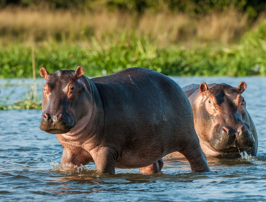 hippopotamus-in-the-water